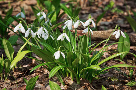 Beautiful snowdrops in spring forest