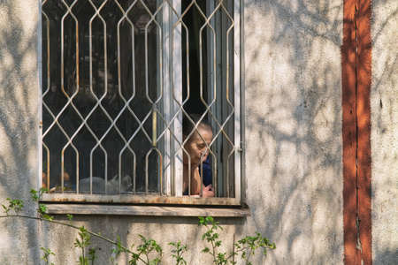 KHARKIV, UKRAINE - April 4th, 2020: Mature woman looking out of the window during COVID-19 quarantine timeのeditorial素材