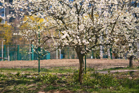 Cherry tree in blossom, spring outdoor backgroundの写真素材