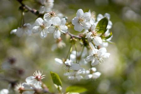 White cherry blossom, spring outdoor backgroundの写真素材