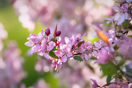 Pink apple blossom, springtime floral background