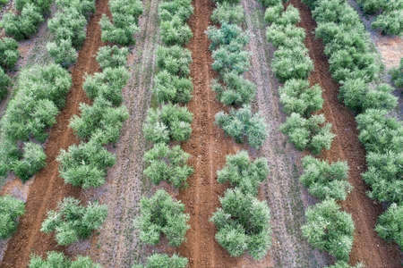 Aerial view to olive garden, rows of trees from aboveの写真素材