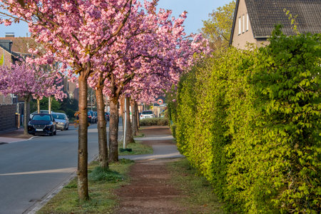 Sakura blossom along the street, beautiful springtime outdoor backgroundの写真素材