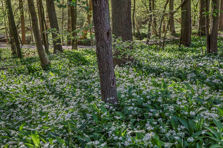 Thickets of wild garlic in the spring forest, natural outdoor background