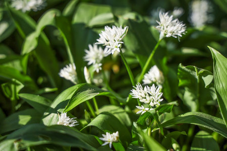 Thickets of wild garlic in the spring forest, natural outdoor backgroundの写真素材