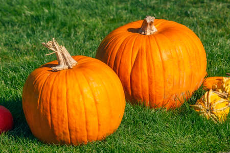 Bright orange pumpkins on green grass, Halloween celebration themeの写真素材