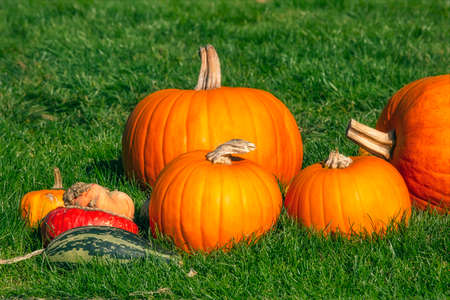 Bright orange pumpkins on green grass, Halloween celebration themeの写真素材