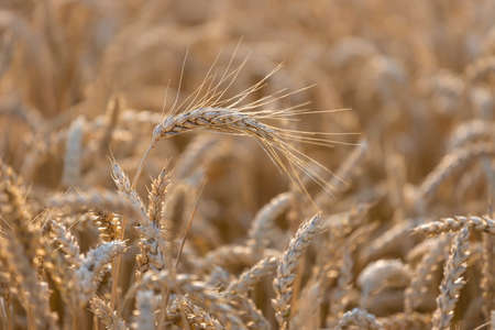 Field of wheat at sunset, selective focus, agricultural backgroundの写真素材