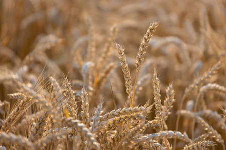 Field of wheat at sunset, selective focus, agricultural backgroundの写真素材