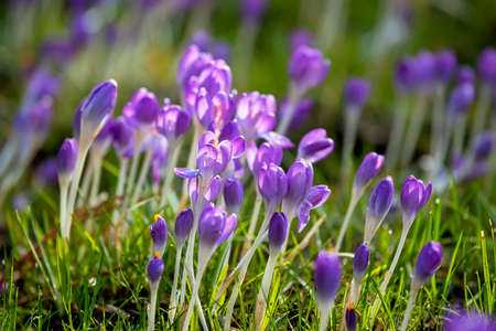 Beautiful crocus flowers, springtime natural outdoor backgroundの写真素材