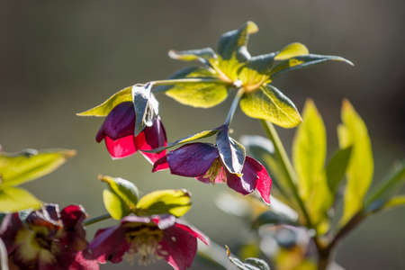 Hellebore flowers in arboretum, springtime outdoor sceneの写真素材