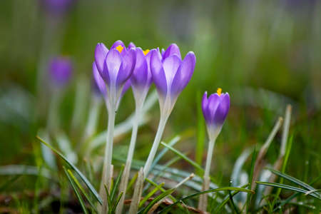 Beautiful crocus flowers, springtime natural outdoor backgroundの写真素材