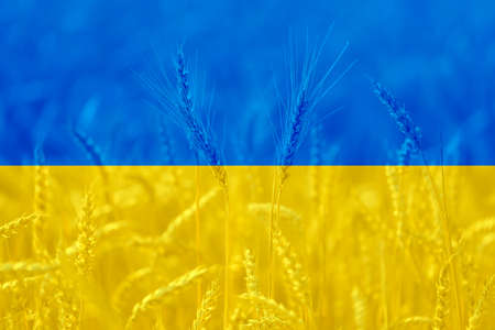 Ukrainian flag at field of wheat agricultural background, world food crisis themeの写真素材