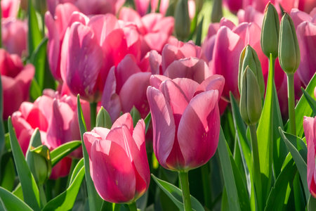 Field of beautiful pink tulips in Keukenhof flower garden, Netherlandsの写真素材