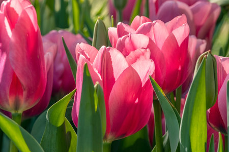 Field of beautiful pink tulips in Keukenhof flower garden, Netherlandsの写真素材