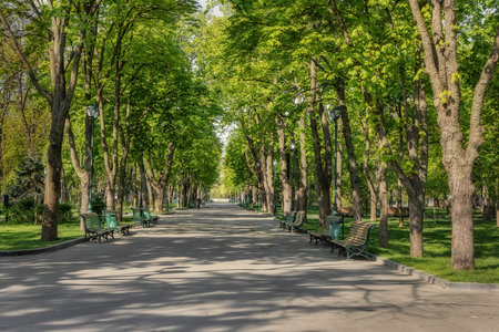 Green alley in the park. Kharkiv, Ukraine, Shevchenko city parkの写真素材
