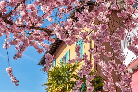 Pink cherry blossom in the streets of Ascona, Ticino, Switzerland in the middle of Marchの写真素材