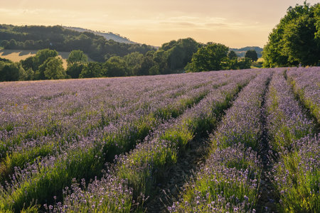 Beautiful lavender in the field, summertime backgroundの写真素材