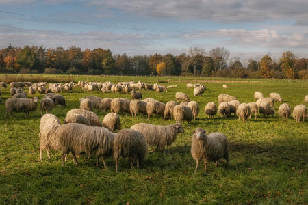 Flock of sheep in the pasture, rural Germany, outdoor backgroundの写真素材