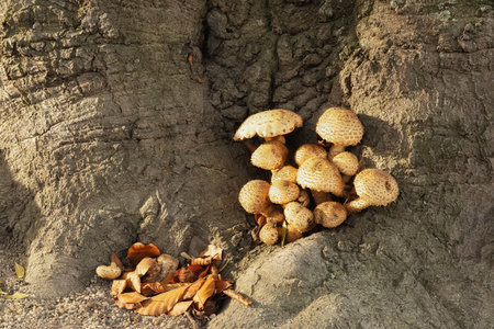 Litle inedible mushrooms in the forestの写真素材