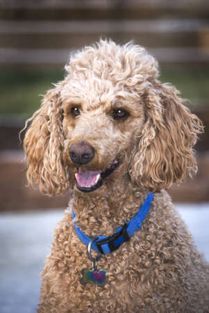 Vertical three quarters image of a Standard Poodle with a happy expression.の写真素材