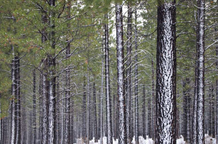 Hundreds of straight, tall Pine trees in a forest in the snow.の写真素材