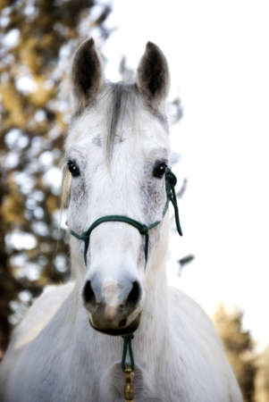 Pretty Flea-Bitten Grey Horse looking attentively at viewerの写真素材