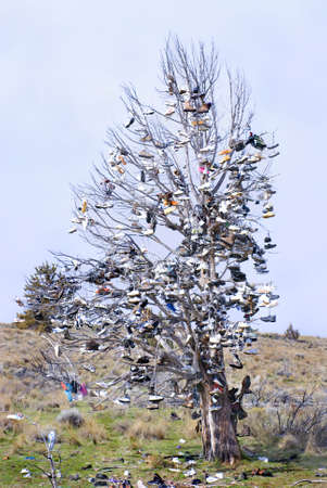 Tree standing in a rural field covered in shoes.の写真素材