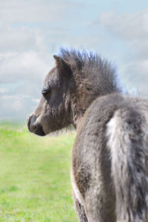 Silver colored six week old miniature horse colt in green pasture against blue cloudy sky.の写真素材