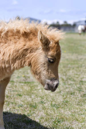 Profile headshot of a beautiful miniature horse foal standing in a green spring pasture.の写真素材