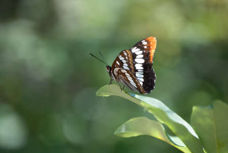 A pretty Lorquin's Admiral Butterfly showing both top and underside of wings, perched on a leaf with a mottled green background.の写真素材