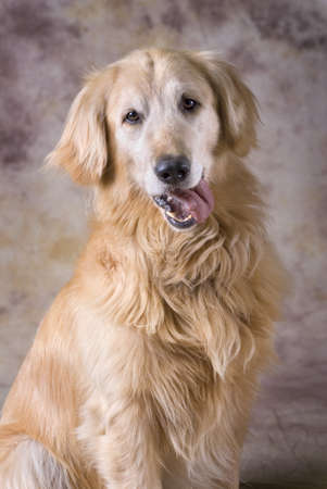 Portrait of a Golden Retriever.の写真素材