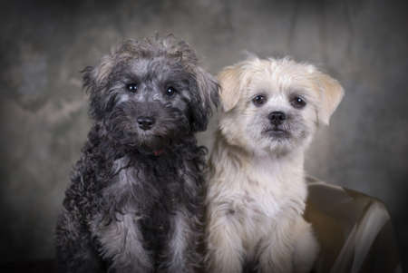 Two cute mixed breed puppies sitting next to each other.の写真素材