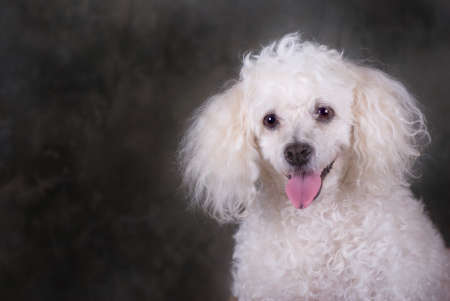 A head and shoulders portrait of a miniature poodle.の写真素材