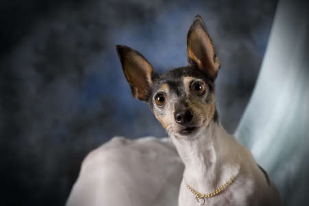 A horizontal low-key studio portrait of a Toy Fox Terrier against blue.の写真素材