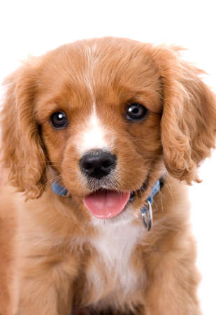 A very cute close-up headshot of a six week old King Charles Cavalier Puppy against a 255 white...