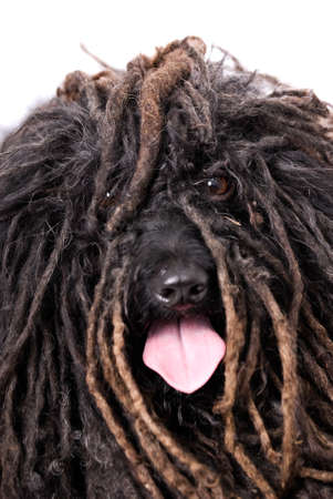 Close up head study of a Puli dog on a 255 white background.  The dog is panting with his tongue out and you can actually see his eyes.の写真素材