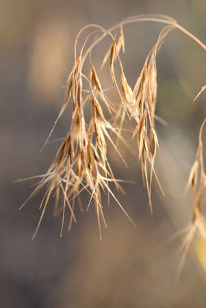 Macro shot of ripe, dried cheat grass in the late afternoon sunlight.の写真素材
