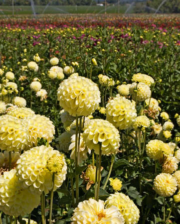Yellow ball dahlias in the foreground of a multi-colored commercial flower field in Oregon.の写真素材