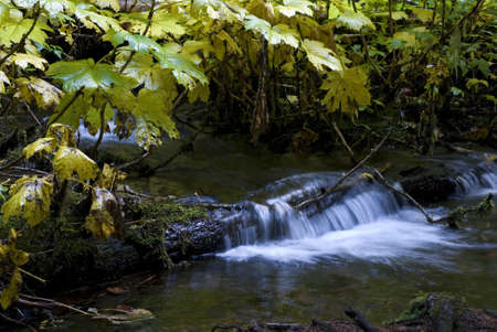 Creek cascading over a fallen log framed by Autumn yellowing Thimbleberry leaves.の写真素材