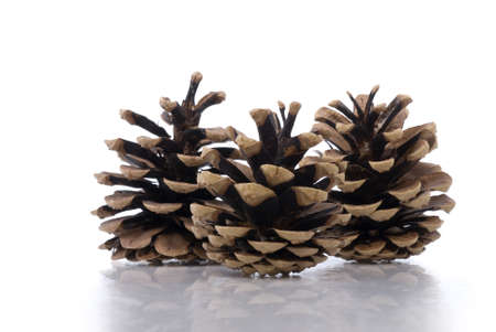 Horizontal close up image of three opened pine cones with a subtle reflection/shadow on a white background.の写真素材