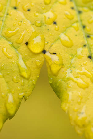 Macro of a yellowing vine maple leaf covered with raindrops.の写真素材