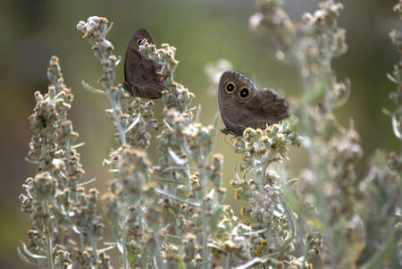 Two Great Basin Wood Nymph Butterflies feeding on flower buds   Very shallow depth of field   