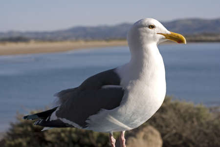 Seagull portrait against Morro Bay, California の写真素材