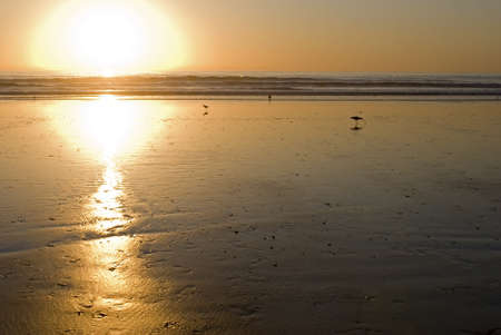 Sunset at the beach with the golden tones throwing the shorebirds in silhouette 