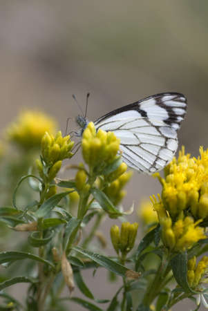 A checkered white butterfly  Pontia protodice  feeding on yellow flowers   Sharp focus on eye of butterfly   Shallow depth of field の写真素材