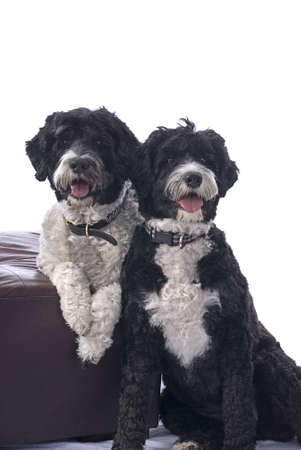 A studio shot of two black and white Portuguese Water Dogs against a white background の写真素材