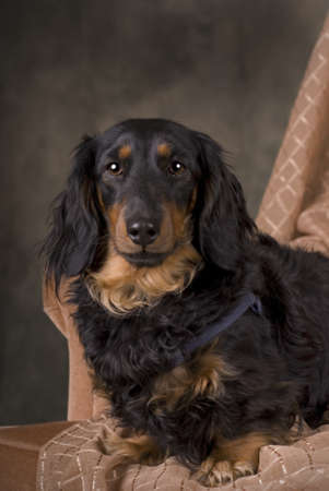 Vertical studio shot of a long-haired blackの写真素材