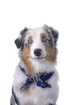 Studio shot of a pretty blue-eyed, blue merle Australian Shepherdの写真素材
