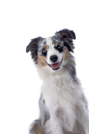 Studio shot of a blue-eyed, blue merle Miniature Australian Shepherdの写真素材